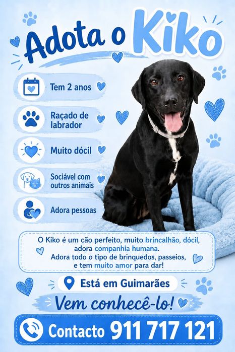 O cão perfeito para Adoção