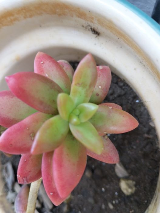 Planta Suculenta "Jelly Bean"