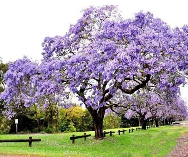 Paulownia Shan Tong sadzonka zeszłoroczna technicznie przycięta P9