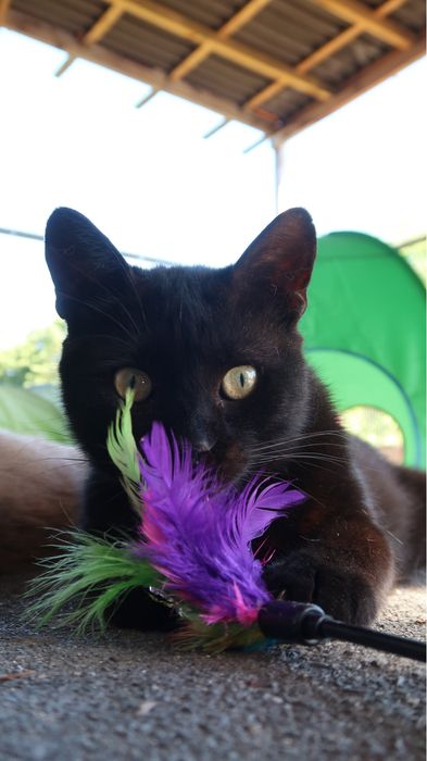 Tofik do adopcji szuka domu