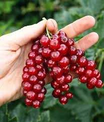 Sadzonki - sztobry Porzeczki Czerwonej / możliwa Wysyłka /