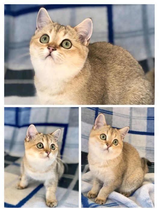 Золотая шиншилла. Котики. Кошенята. Шотландские Британские. Украина.