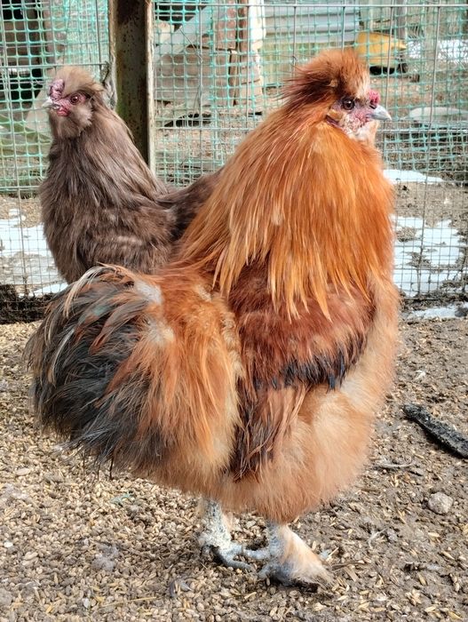 Koguty silek jedwabistych