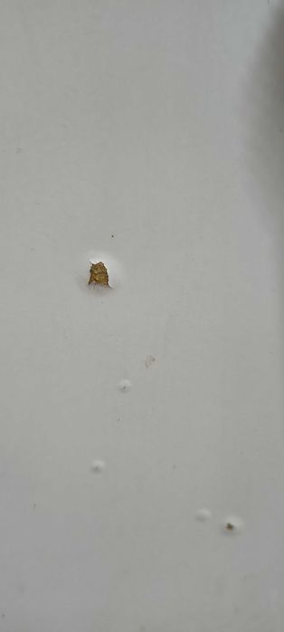 Linnmon Desks/Worktables, White, IKEA, 100x6064740464276609123