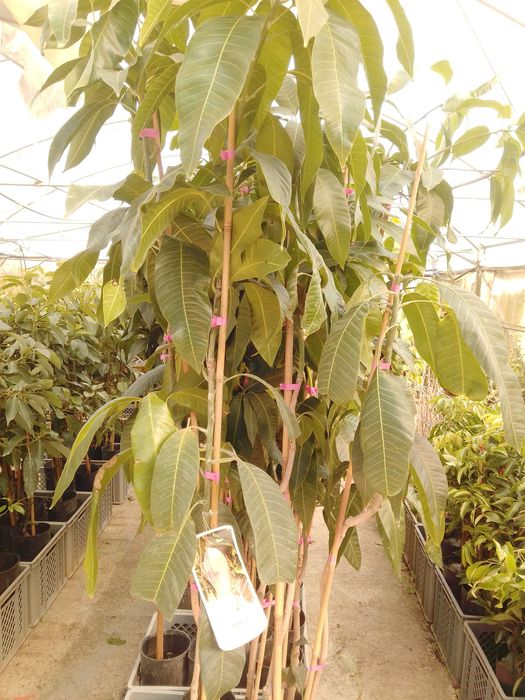 Mango Tree / Mango64584573545089121