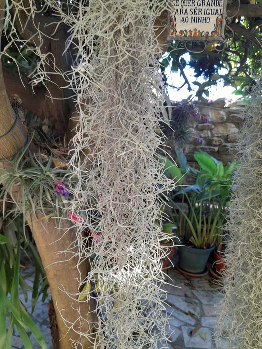 Planta aérea, barbas de velho