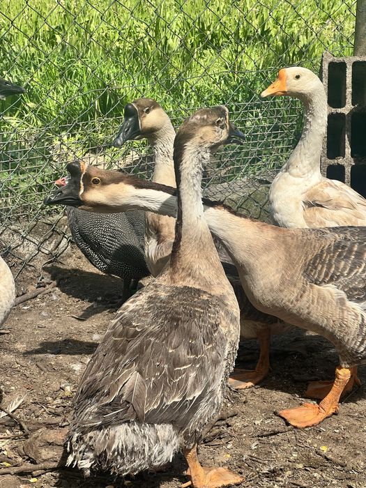 Ovos de ganso da Guiné
