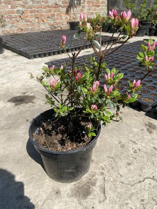 квіти Азалія 400