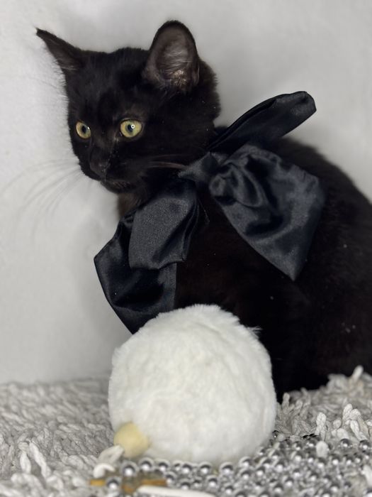 Кошеня в добрі руки