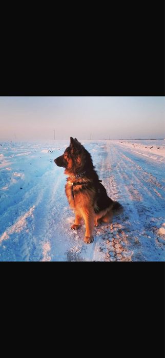 Oddam darmo parę owczarków niemieckich długowłosych