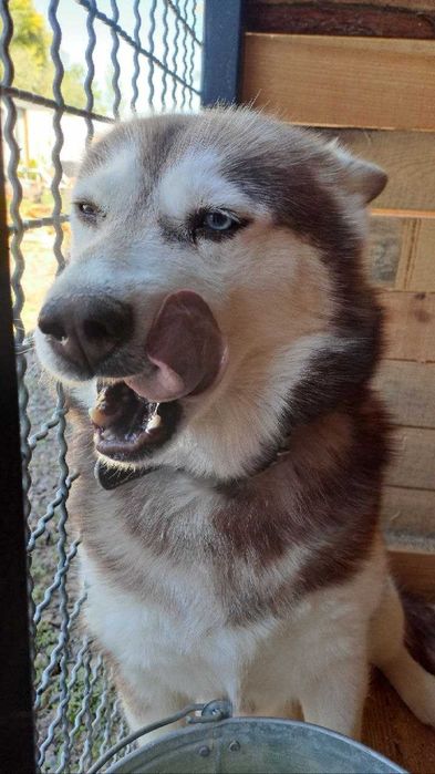 Хаскі, дівчинка в хороші руки