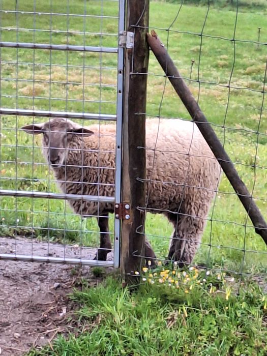 Borrego- excelente para a Páscoa