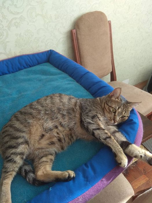 Безкоштовно гарненька кішка