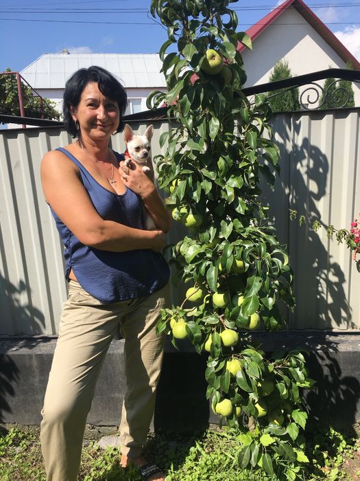 Саджанці екзотики і звичайні