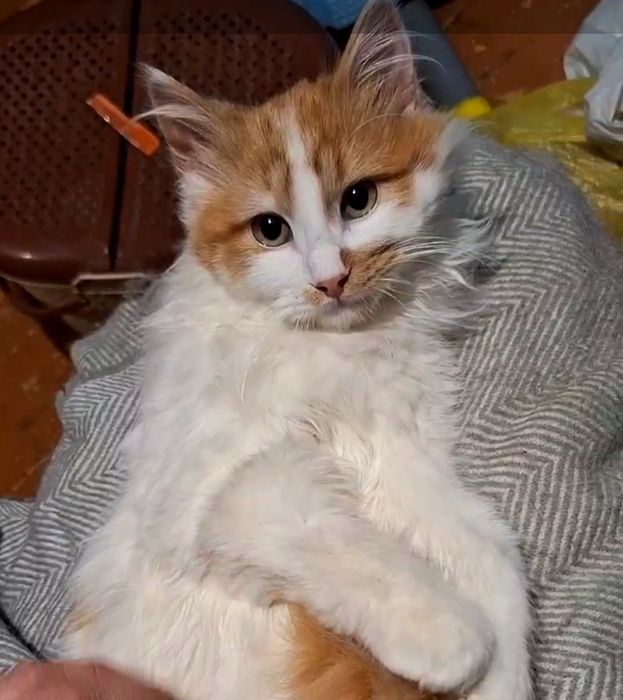 Пушистый бело-рыжий котёнок ищет дом! Котята в хорошие руки!