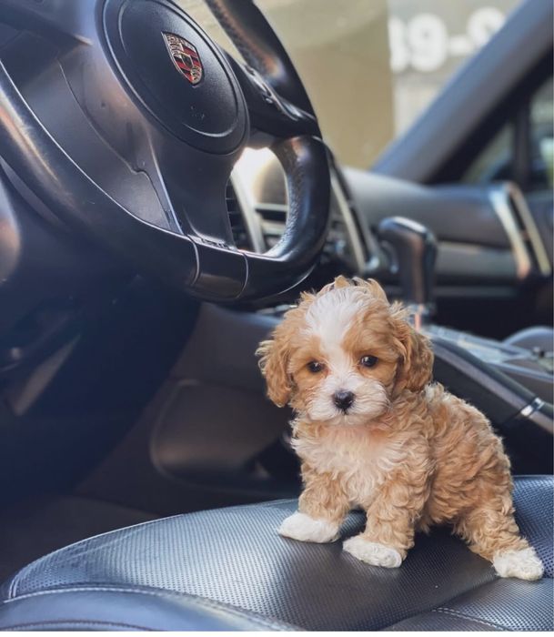 Мінічка цуценятка мальтипу ф1