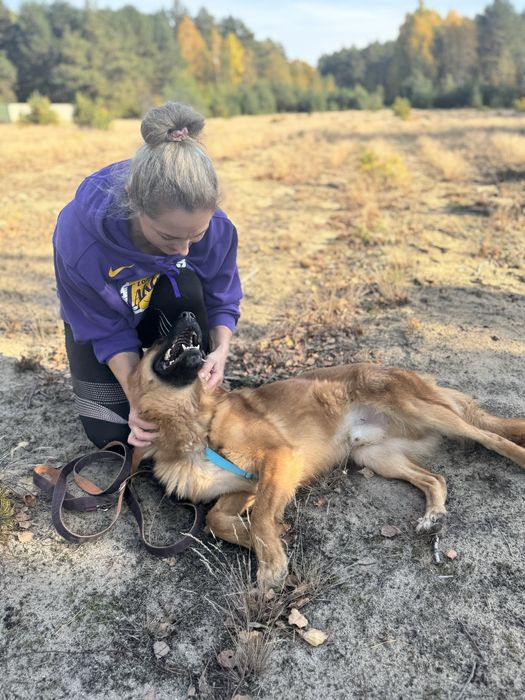 Fox - pies idealny do adopcji
