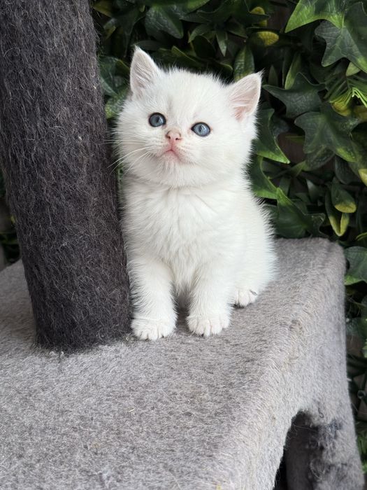 Macho british shorhair
