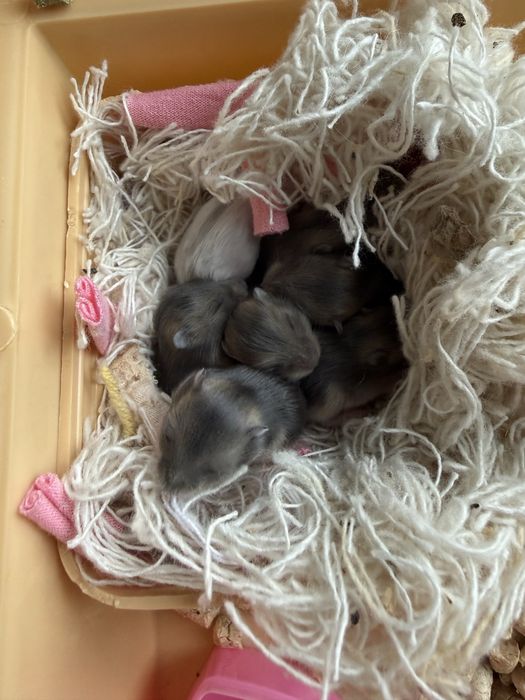 Джунгарський хомʼяк