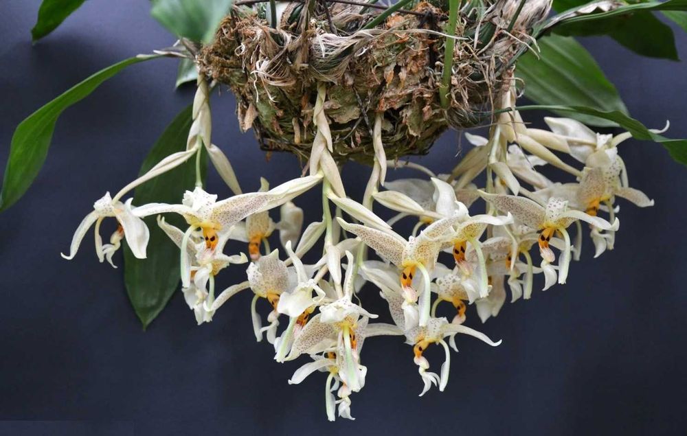 Orquídea melrinho de cheiro