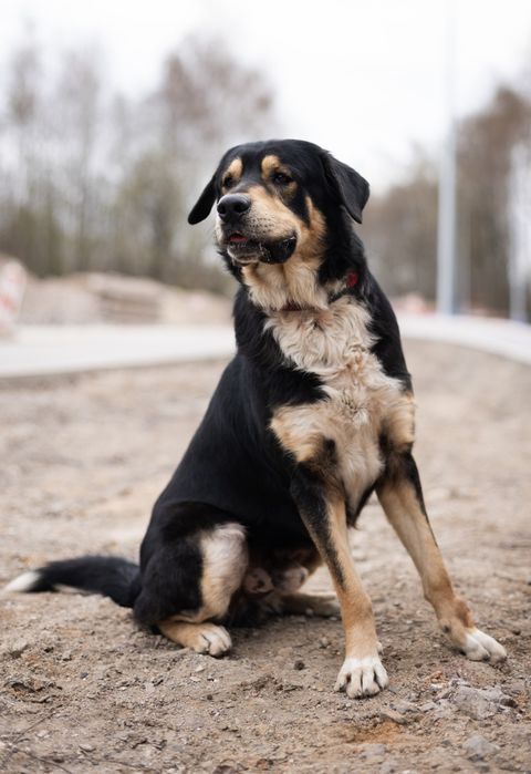 Zefir duży  psiak do adopcji