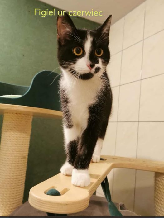 Kociaki z tęsknotą czekają na domy