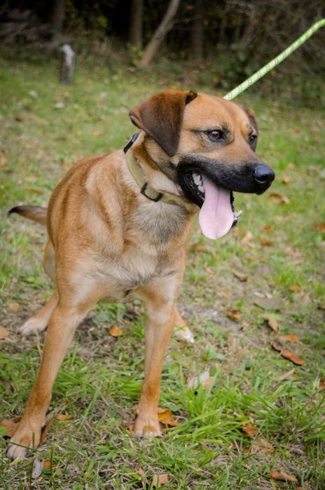 Lucky - idealny towarzysz do wspólnych przygód