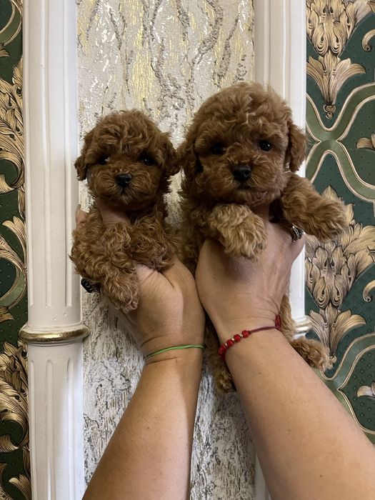 Щенки миники красавцы