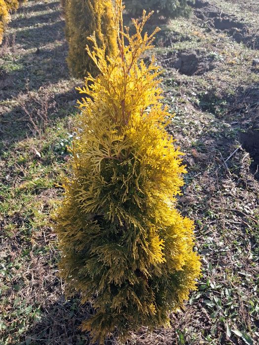 Tuja Golden Szmaragd PROMOCJA 1m-35zł