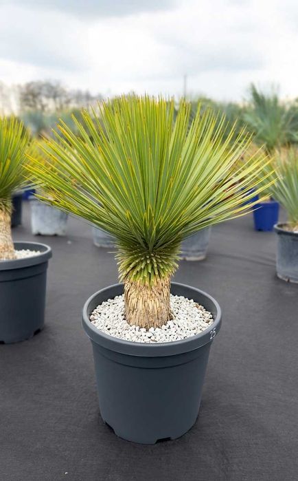 Juka Rostrata, Yucca Rostrata 100cm