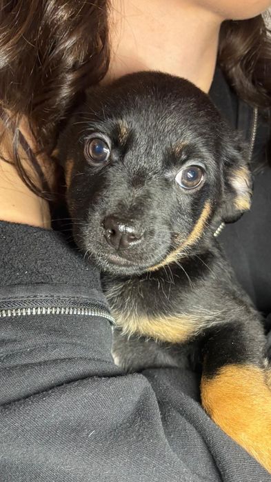 Szczeniaki szczeniak Wrocław Dolny Śląsk