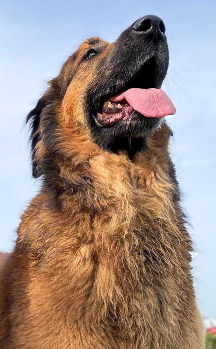 Noah - cadela grande para adoção