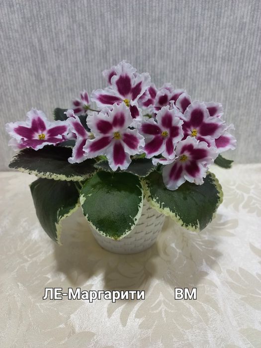 Фіалки трейлери і стандарти, сортові.