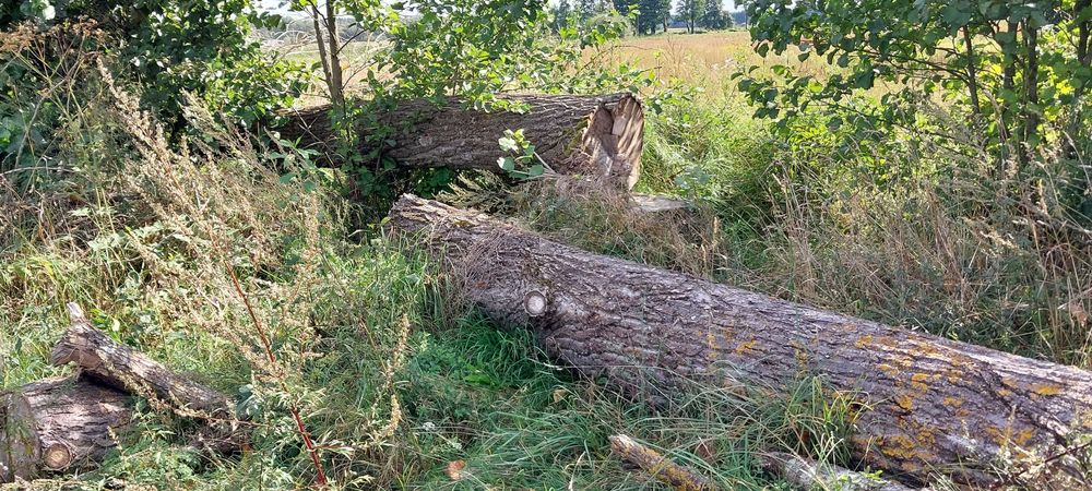 Topola na pniu jak i ścięta