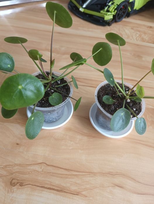 Pilea peperomioides mojito pieniążek variegata
