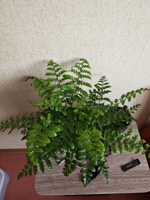 Продам Аспленіум Парваті - живородяща папорть