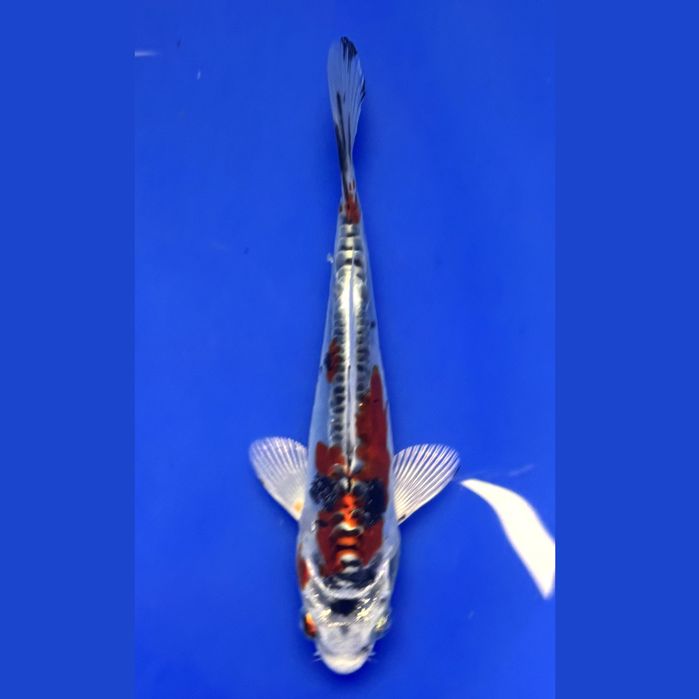 Karpie koi import 2026 Okole