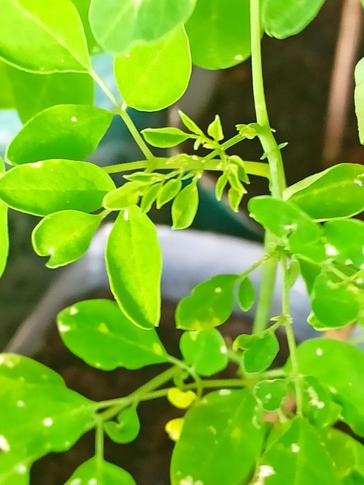 Plantas moringas orgânicas