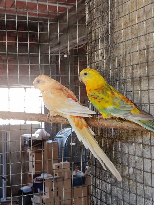 Papagaio Senegal, Meyeri, Rosela, Pyrrhuras