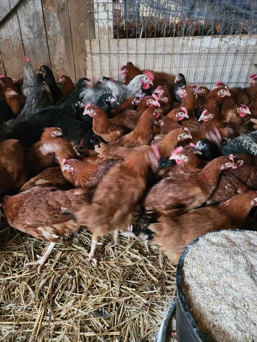 Kury nioski ROSA z jajkiem piekne zdrowe kury Leghorn Sendy Lohman