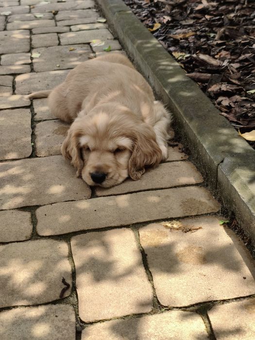 Cocker Spaniel Angielski