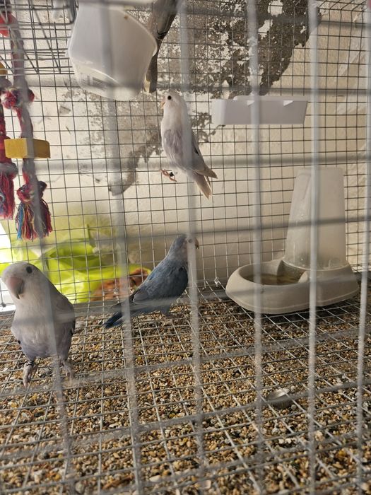 Casal rosicolis , macho marbled , femea violeta , o azul ja é uma cria vendo com gaiola ou as duas gaiolas.