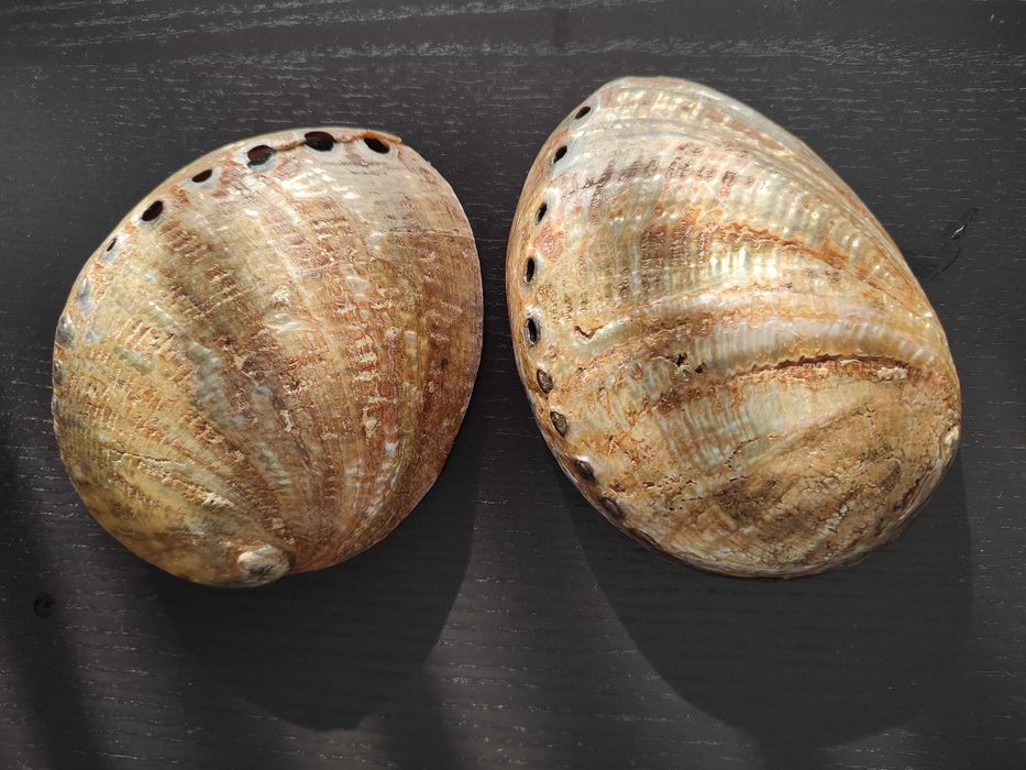 Conchas madrepérola