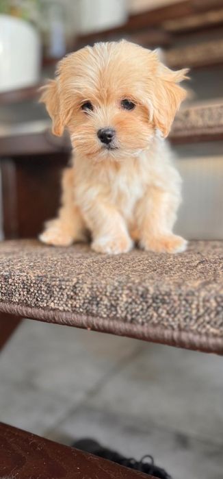 Mini Maltipoo po czerwonym tea cup .