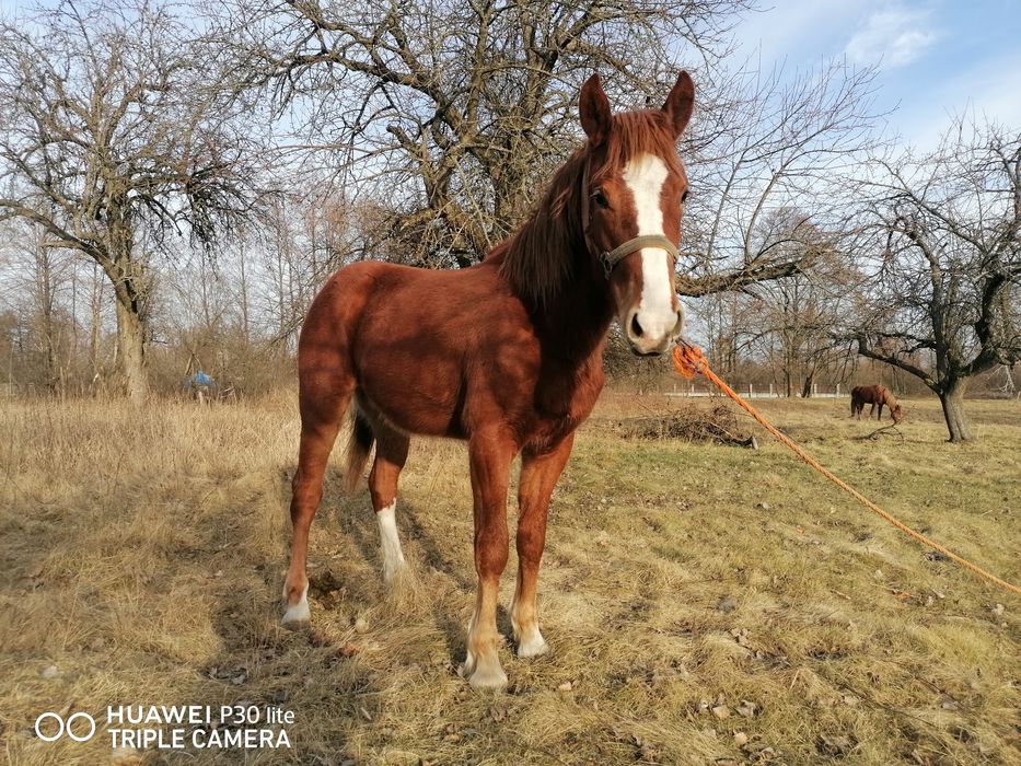 Продам Коні жеребці