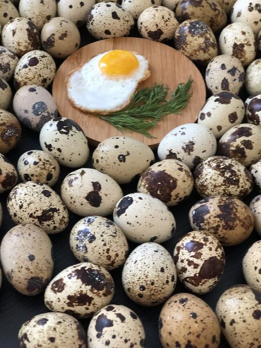 Інкубаційні яйця перепілок