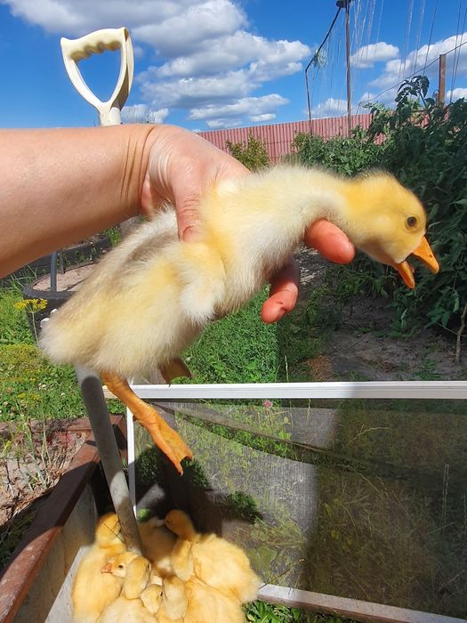 Продам домашних подрощенних гусенят из под гуски, 1 месяц