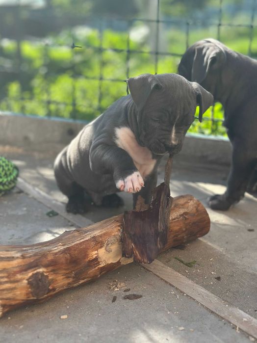 АСТ АМСАТФФ цуценя Щенки амстафф АСТ Стаффордширський тер'єр