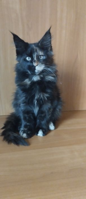 Черепаховая девочка Мейн Кун