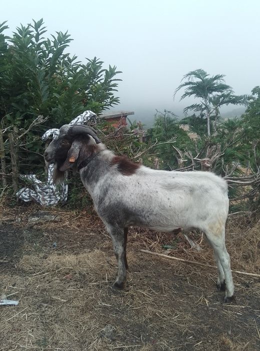 Cabrito cruzado boer
